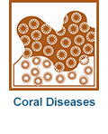 Diseases affecting corals