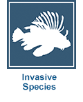 Invasive species