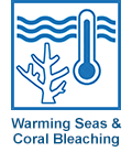 Warming seas & coral bleaching